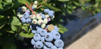 KOMUNIKAT jagodowy. Program nawożenia i fertygacji BORÓWKI – Agrosimex. Film z gospodarstwa Frumel