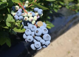 KOMUNIKAT jagodowy. Program nawożenia i fertygacji BORÓWKI – Agrosimex. Film z gospodarstwa Frumel