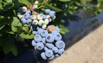 KOMUNIKAT jagodowy. Program nawożenia i fertygacji BORÓWKI – Agrosimex. Film z gospodarstwa Frumel