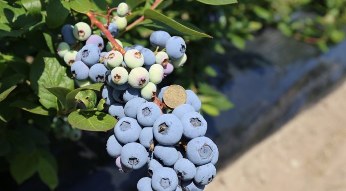 KOMUNIKAT jagodowy. Program nawożenia i fertygacji BORÓWKI – Agrosimex. Film z gospodarstwa Frumel