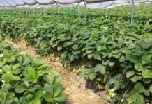 Nawożenie truskawek pod osłonami 2020 – doświadczenie tunelowe allegro