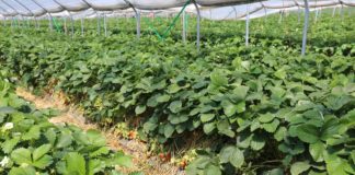 Allegro, Verdi i Ritmo – trzy nowe odmiany truskawek allegro