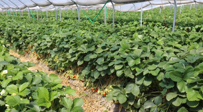 Nawożenie truskawek pod osłonami 2020 – doświadczenie tunelowe allegro