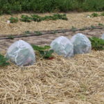 IMG_7256hortplant