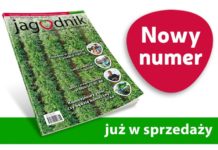 Jagodnik 6/2020 – już w sprzedaży