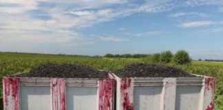 Ceny czarnej porzeczki i perspektywy uprawy tego gatunku