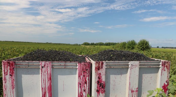 Ceny czarnej porzeczki i perspektywy uprawy tego gatunku