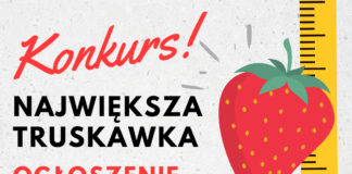 WYNIKI KONKURSU – Największa truskawka
