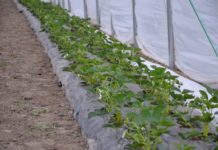 Postępowanie z uprawą truskawki pod osłonami po posadzeniu roślin
