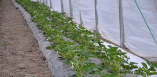 Postępowanie z uprawą truskawki pod osłonami po posadzeniu roślin
