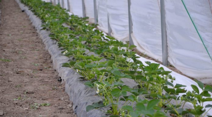 Postępowanie z uprawą truskawki pod osłonami po posadzeniu roślin