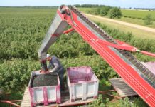 Porzeczka i aronia w ostatnich dniach lipca – czy będzie lepiej?