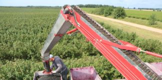 Porzeczka i aronia w ostatnich dniach lipca – czy będzie lepiej?