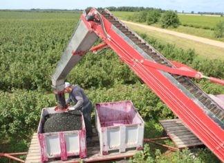 Porzeczka i aronia w ostatnich dniach lipca – czy będzie lepiej?