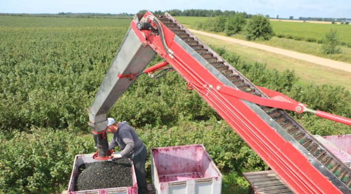 Porzeczka i aronia w ostatnich dniach lipca – czy będzie lepiej?