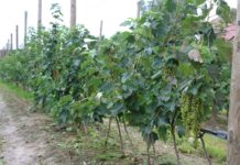 Porzeczka czerwona w uprawie szpalerowej – nawożenie