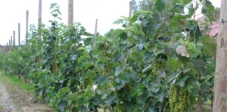 Porzeczka czerwona w uprawie szpalerowej – nawożenie