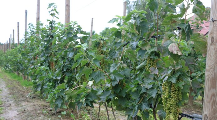 Porzeczka czerwona w uprawie szpalerowej – nawożenie