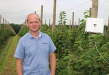 Murarka ogrodowa zapyla porzeczkę