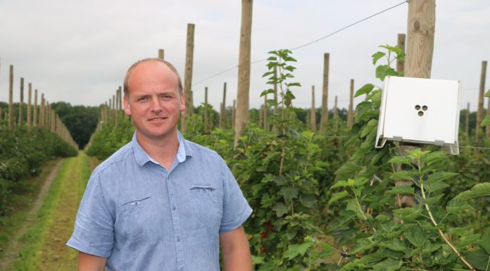 Murarka ogrodowa zapyla porzeczkę