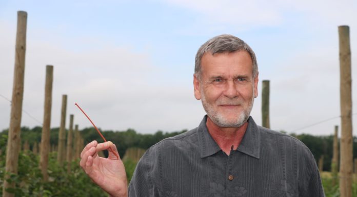 Przeziernik porzeczkowiec – nowe możliwości zwalczania