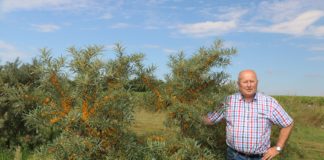 Polski rokitnik zapowiada się nieźle w tym roku