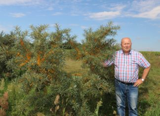Udany rok dla plantatorów rokitnika
