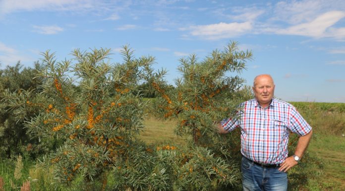 Polski rokitnik zapowiada się nieźle w tym roku