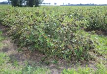 Aronia 2020 – oczekiwania i prognozy przed zbiorami