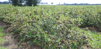 Aronia 2020 – oczekiwania i prognozy przed zbiorami