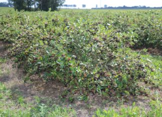 Aronia 2020 – oczekiwania i prognozy przed zbiorami