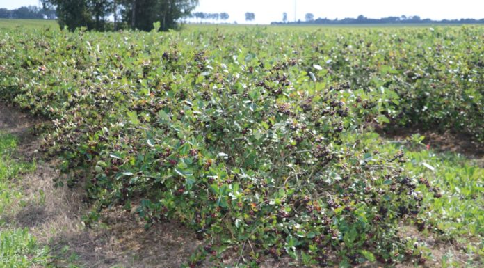 Aronia 2020 – oczekiwania i prognozy przed zbiorami