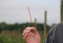 Innowacyjne rozwiązanie do zwalczania przeziernika w porzeczce