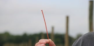 Innowacyjne rozwiązanie do zwalczania przeziernika w porzeczce