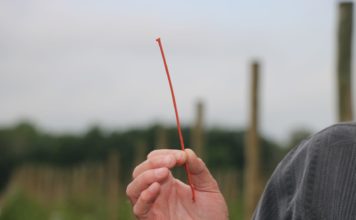 Innowacyjne rozwiązanie do zwalczania przeziernika w porzeczce