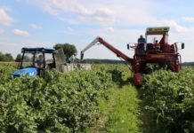 Szacunki zbioru jagodowych w 2020 roku – są duże wzrosty. A co z truskawkami?