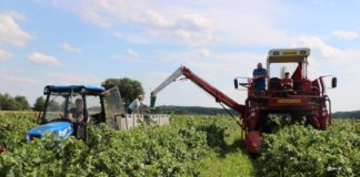 Szacunki zbioru jagodowych w 2020 roku – są duże wzrosty. A co z truskawkami?