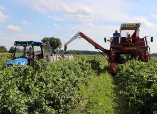 Szacunki zbioru jagodowych w 2020 roku – są duże wzrosty. A co z truskawkami?