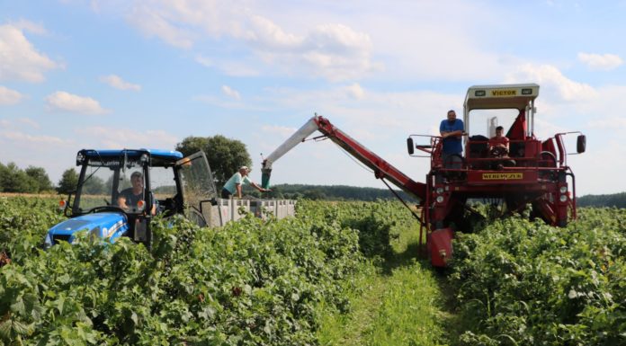 Szacunki zbioru jagodowych w 2020 roku – są duże wzrosty. A co z truskawkami?