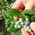 blueberry (3)