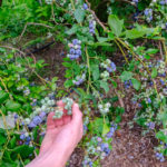 blueberry (4)