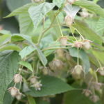 fot. Polonezmalina