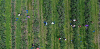 Startuje Borówkowbranie!