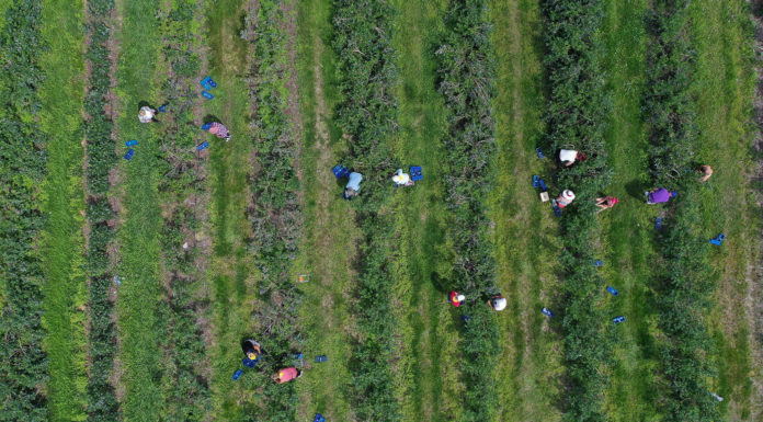 Startuje Borówkowbranie!