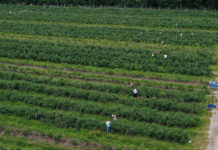 Będzie łatwiej o pracowników sezonowych w USA?