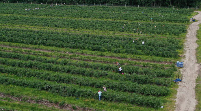 Będzie łatwiej o pracowników sezonowych w USA?