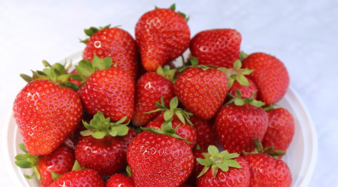 Hodowlane Rendez-Vous w Hortplancie