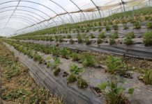 Postępowanie z truskawkami po zbiorach w intensywnej uprawie