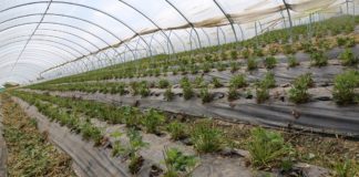 Postępowanie z truskawkami po zbiorach w intensywnej uprawie