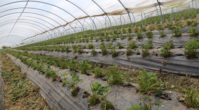 Postępowanie z truskawkami po zbiorach w intensywnej uprawie